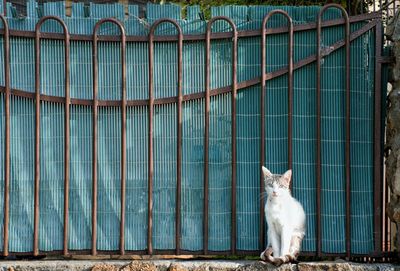 Portrait of cat sitting on fence