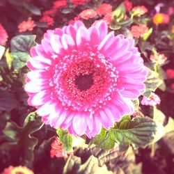 Close-up of flower blooming outdoors