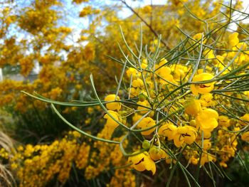 Close-up of yellow tree