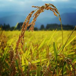 Close-up of wheat growing in field