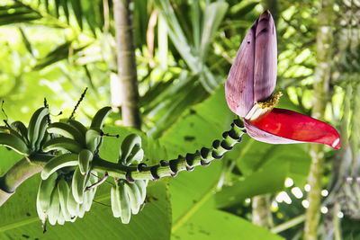 Close-up of red flowering plant