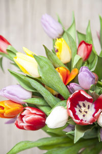 Close-up of tulips