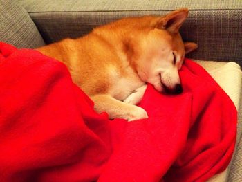 Dog sleeping on red sofa