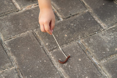 High angle view of hands touching millipede