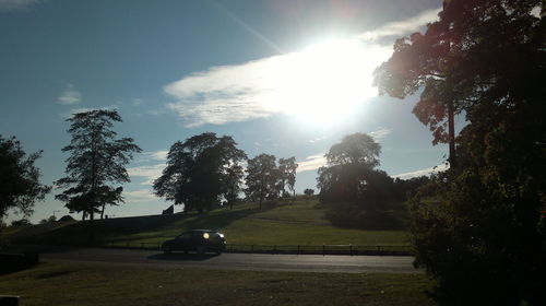 Sun shining through trees