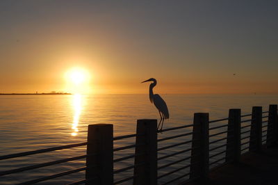 Seagull on wooden post against sea during sunset