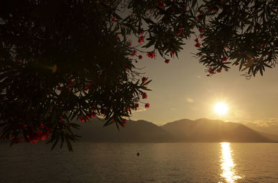 Silhouette tree by lake against sky during sunset