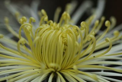 Close-up of yellow flowering plant