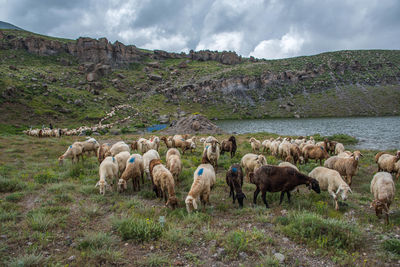 Herd of sheep on landscape