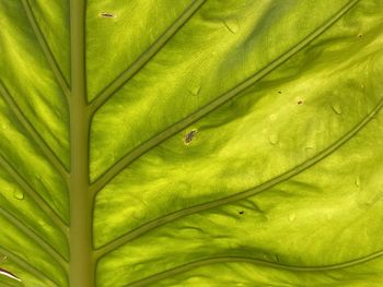 Full frame shot of green leaves