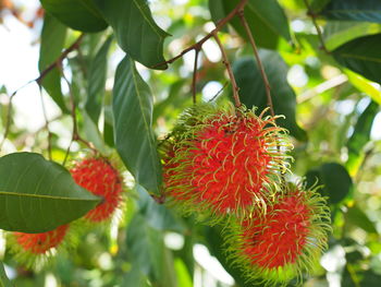 Close-up of red rambutan on tree