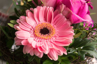 Close-up of pink daisy flower