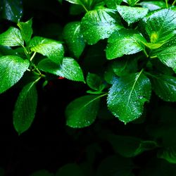 Close-up of fresh green plants