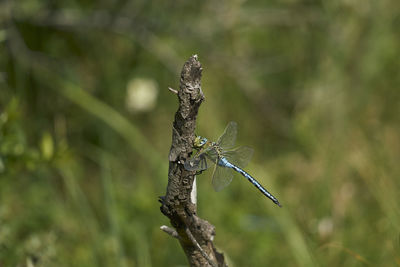 Close-up of dragonfly on plant