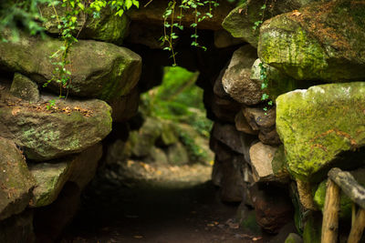 Close-up of rocks in forest