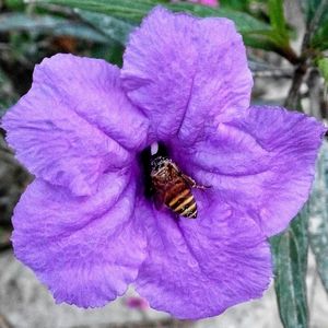 Close-up of bee pollinating flower