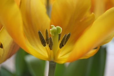 Close-up of yellow flowering plant