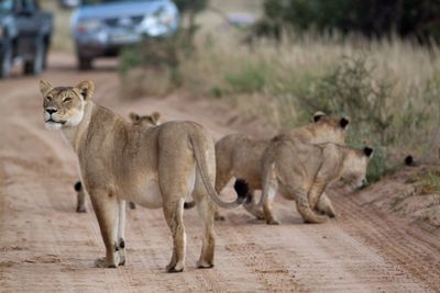 Lion family in forest