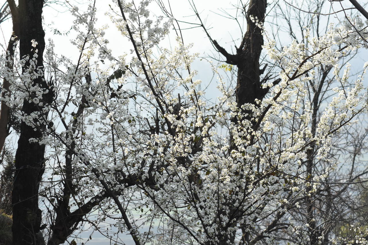 LOW ANGLE VIEW OF CHERRY BLOSSOM AGAINST SKY