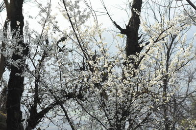 Low angle view of cherry blossom tree