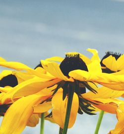 Low angle view of yellow flowers blooming against sky