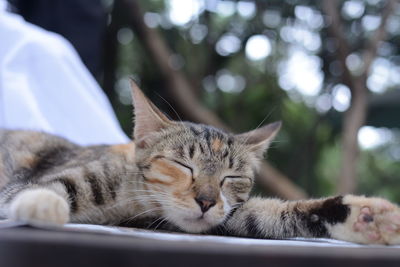 A cute cat on a blurry background