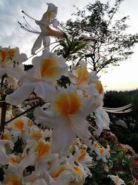 Close-up of white flowering plant against sky