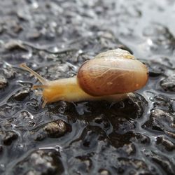 Close-up of snail