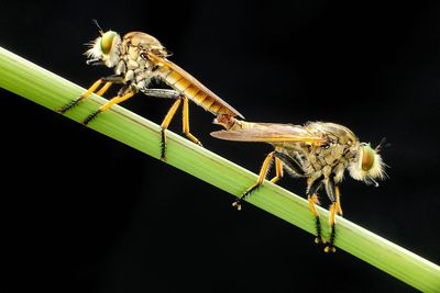 Close-up of grasshopper on black background