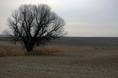 Bare trees on field