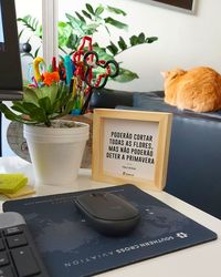 Cat by potted plant on table