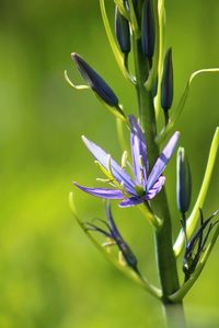 Close-up of insect on plant