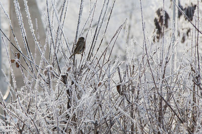 Close-up of bird perching on plant during winter