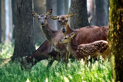 Deer in a field