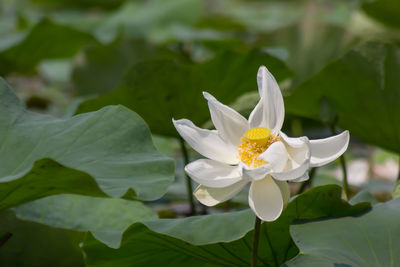 Close-up of white lotus blooming outdoors
