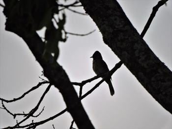 Low angle view of bird perching on branch