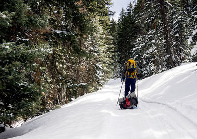 Rear view of hiker walking on snow covered forest against trees