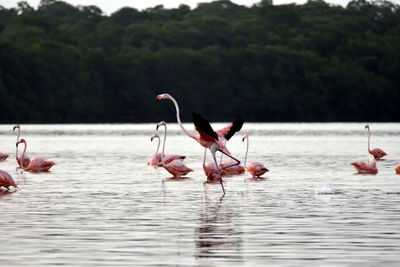 Flamingo taking off in shallow water,  with other flock members around.