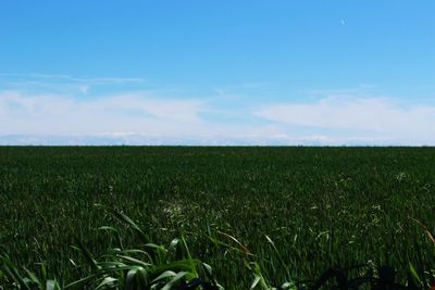 Scenic view of wheat field against sky