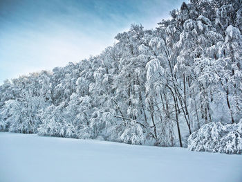 Snow covered trees on landscape against sky