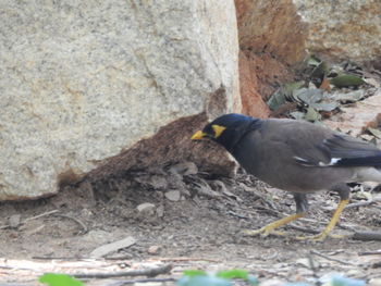 Close-up of birds perching on rock