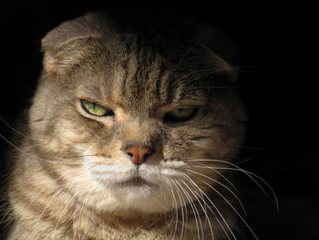 Close-up portrait of cat against black background