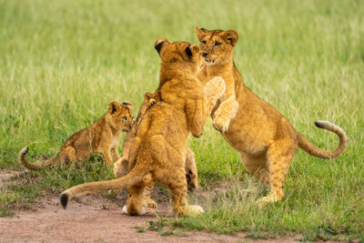 Two lion cubs play fighting beside others