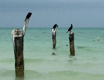 Seagull perching on wooden post in sea