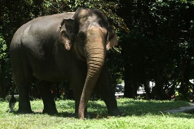 indian elephant