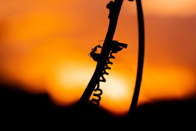 Close-up of silhouette hanging against orange sky