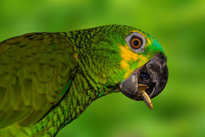 Close-up of parrot