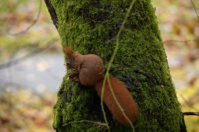 Monkey sitting on tree trunk