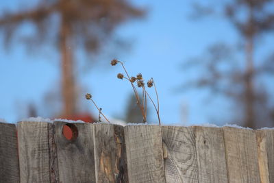 Low angle view of wooden fence against sky