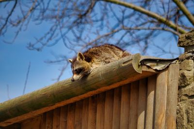 Low angle view of squirrel on tree against sky